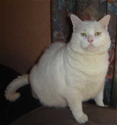 Arne