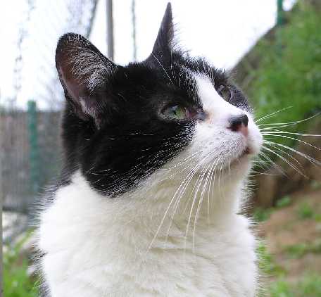 Oskar